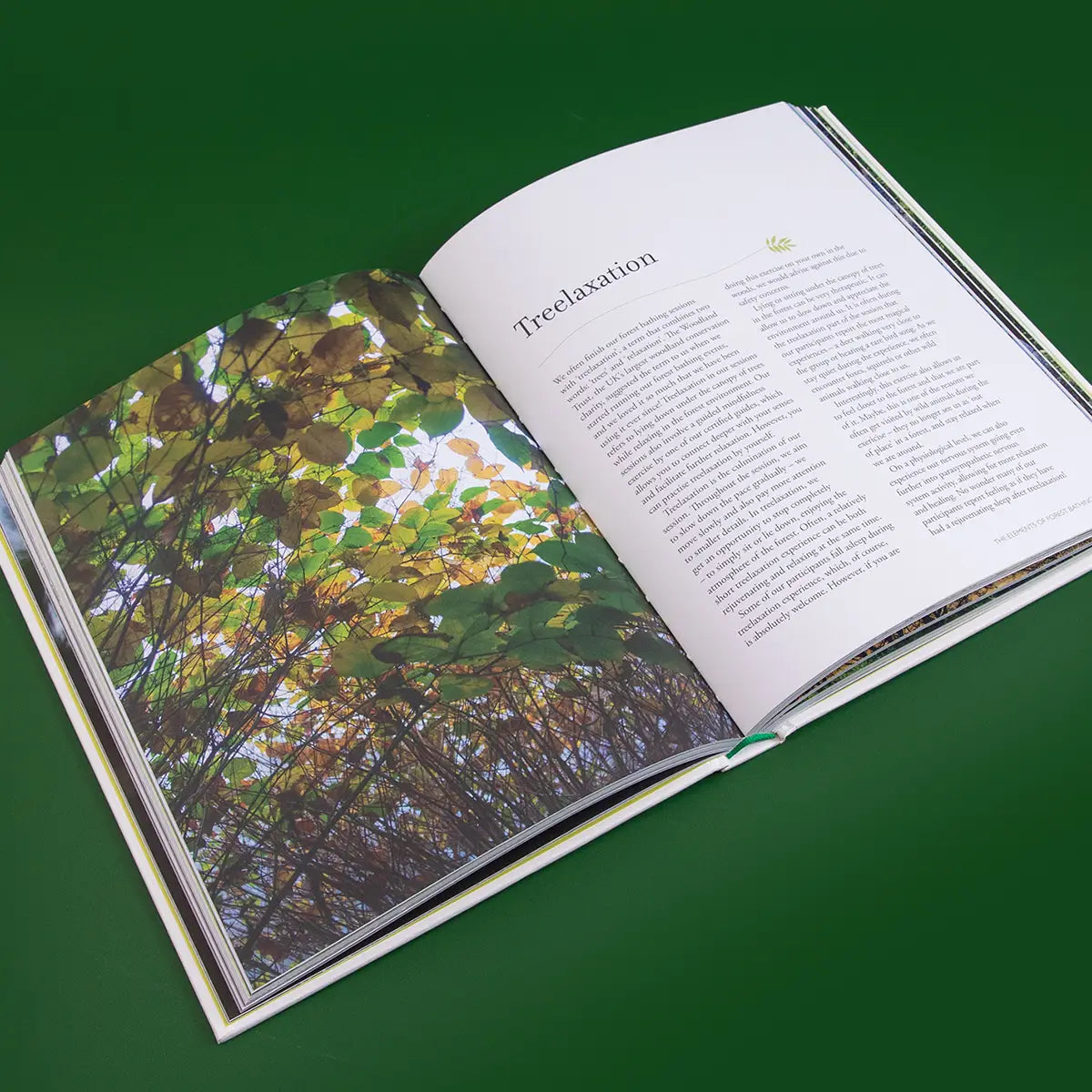 The Healing Power of Trees