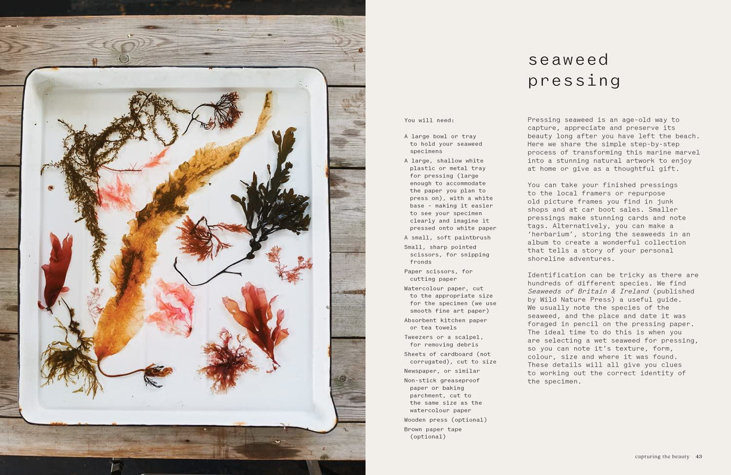 Seaweed: foraging, collecting, pressing
