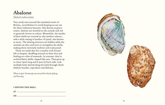 Shell Spotters Guide