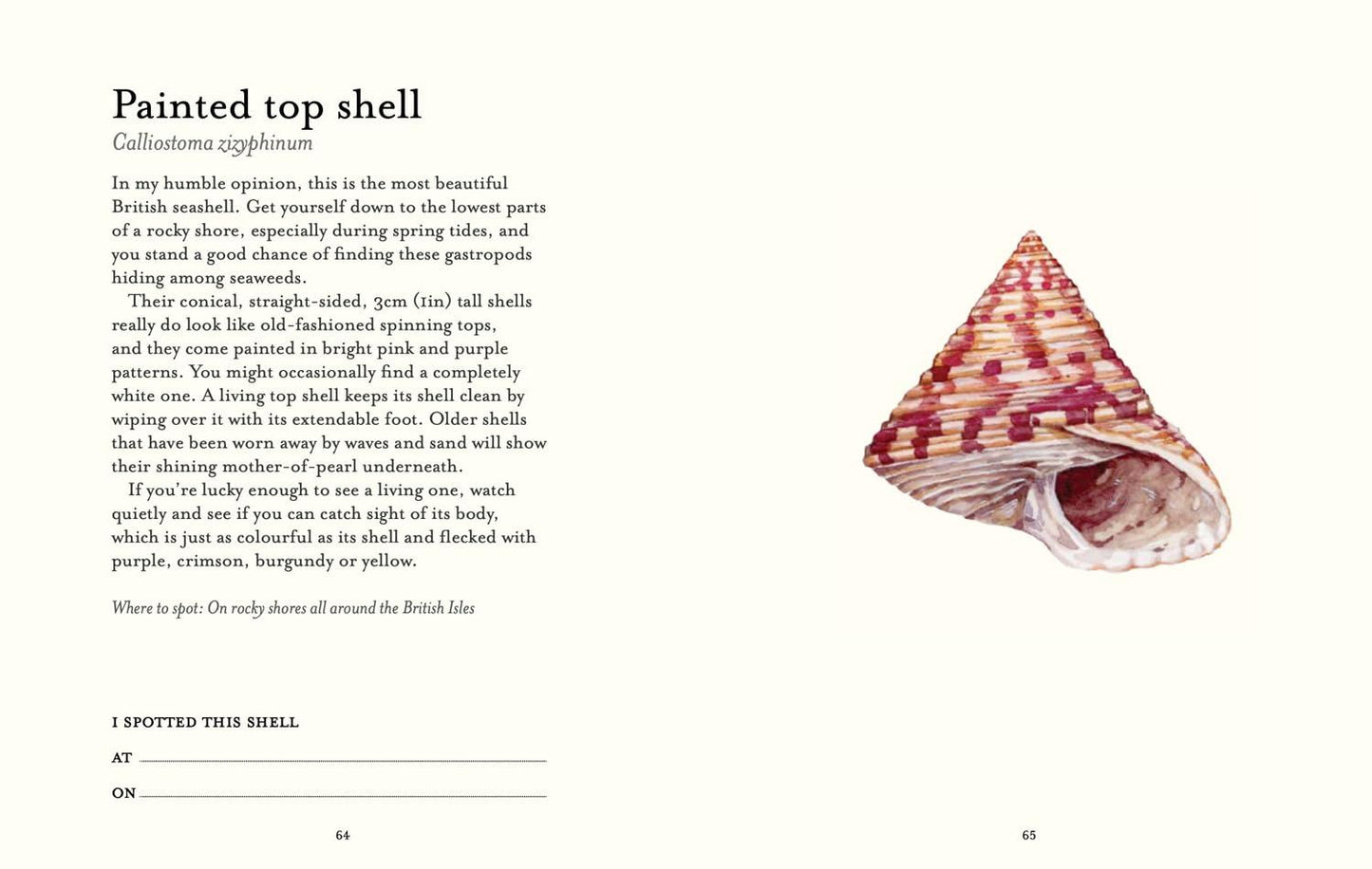 Shell Spotters Guide
