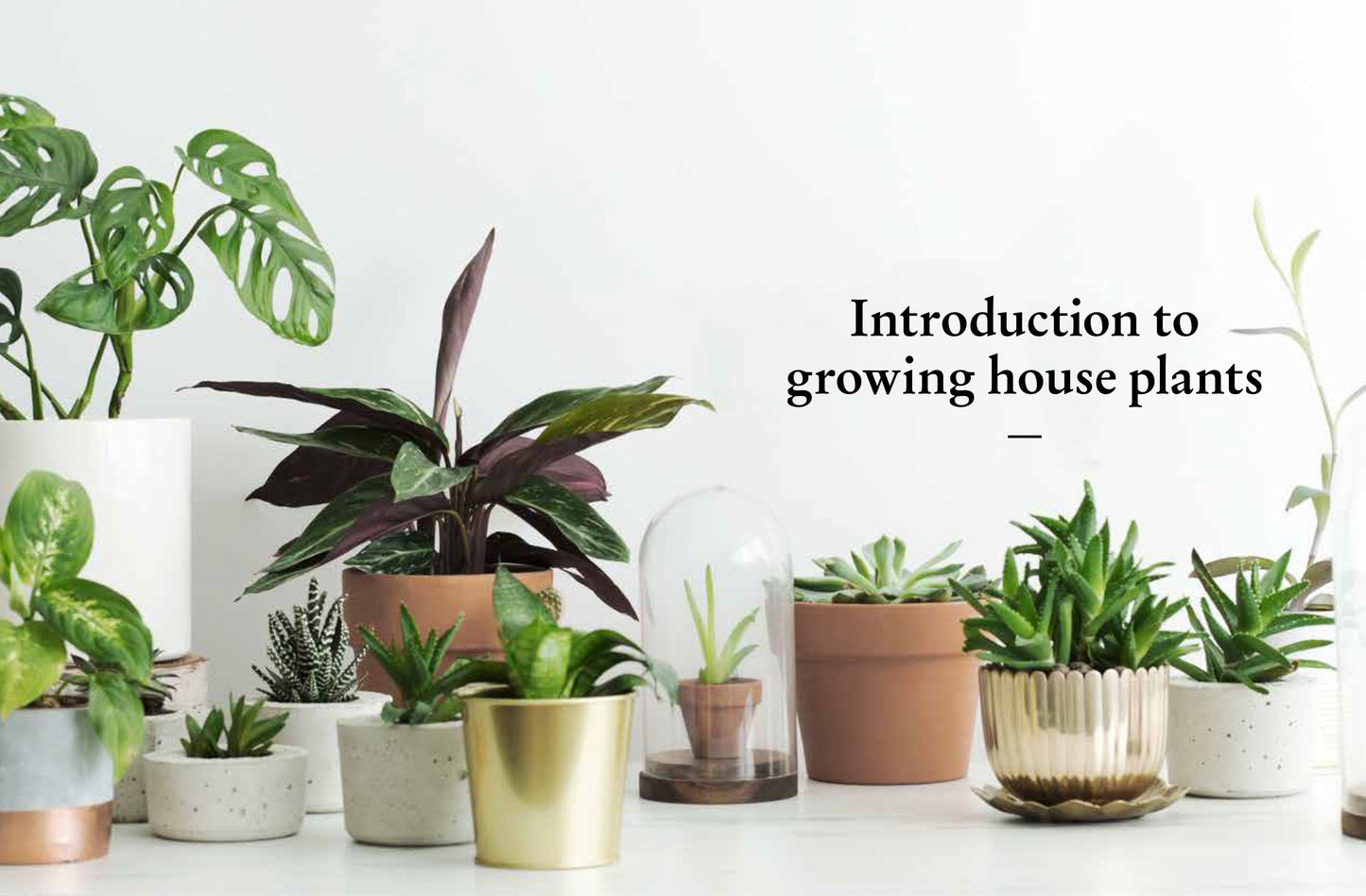 Kew Gardeners Guide To Growing Houseplants