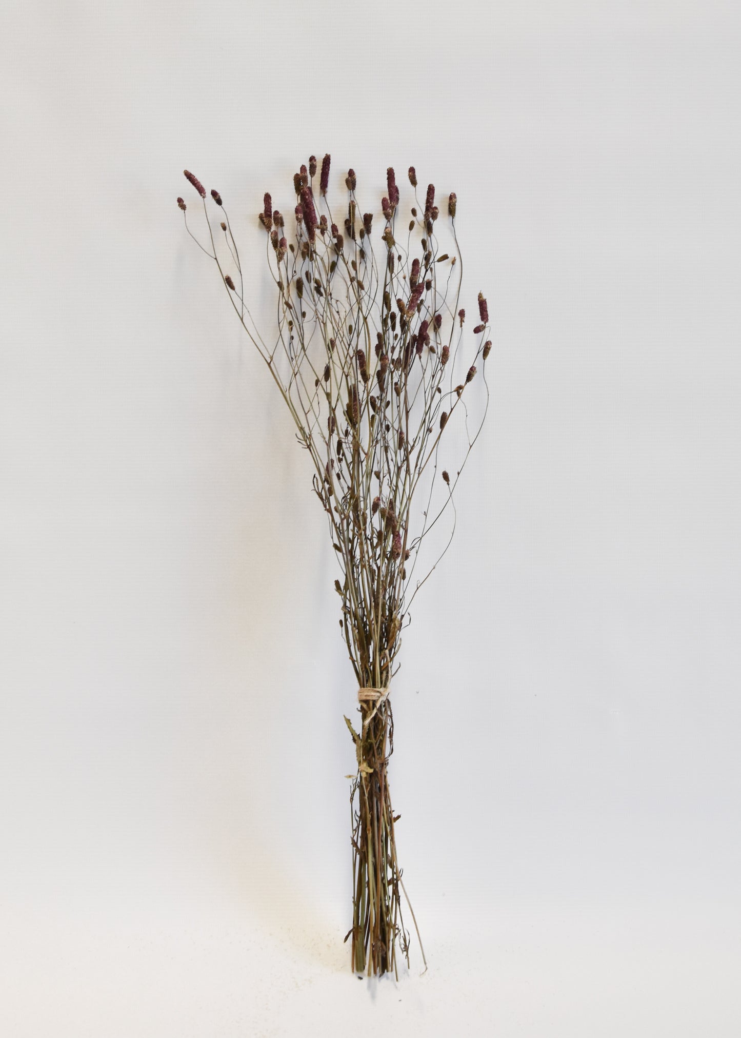 Dried Sanguisorba - Burnet