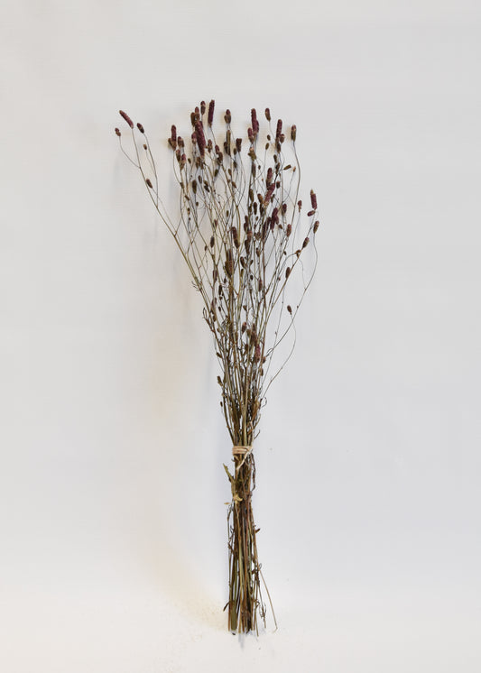 Dried Sanguisorba - Burnet