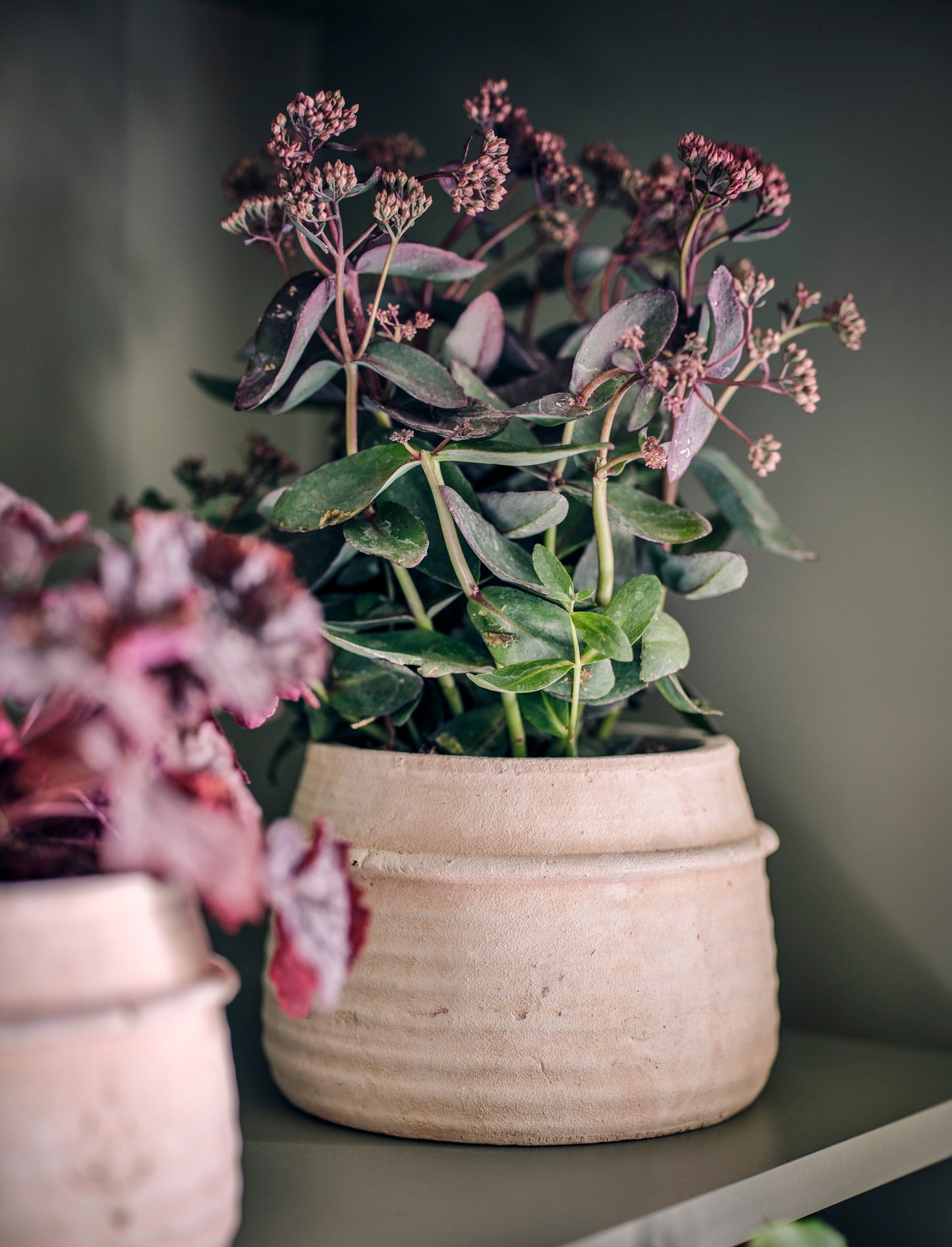 Terracotta Pot
