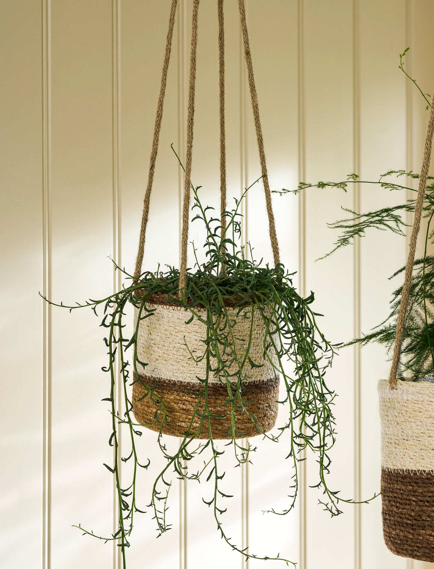 Hanging Pot Multi Stripe 14cm