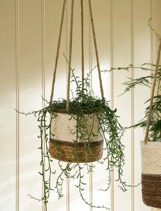 Hanging Pot Multi Stripe 14cm