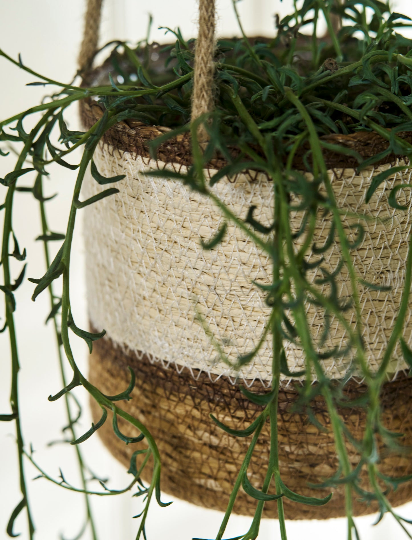 Hanging Pot Multi Stripe 14cm