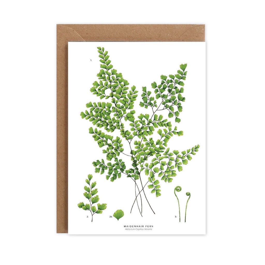 Maidenhair Fern