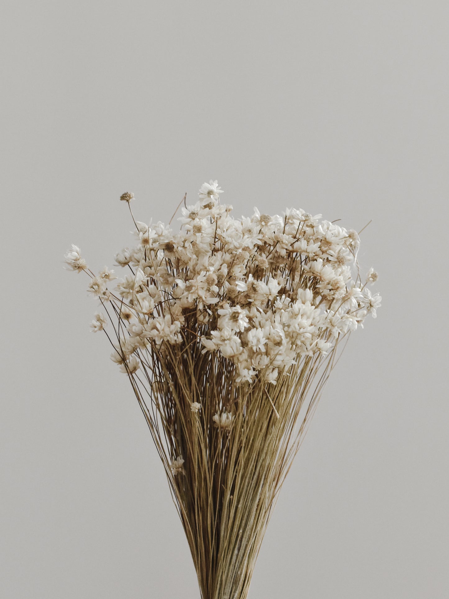 Dried Glixia Flower