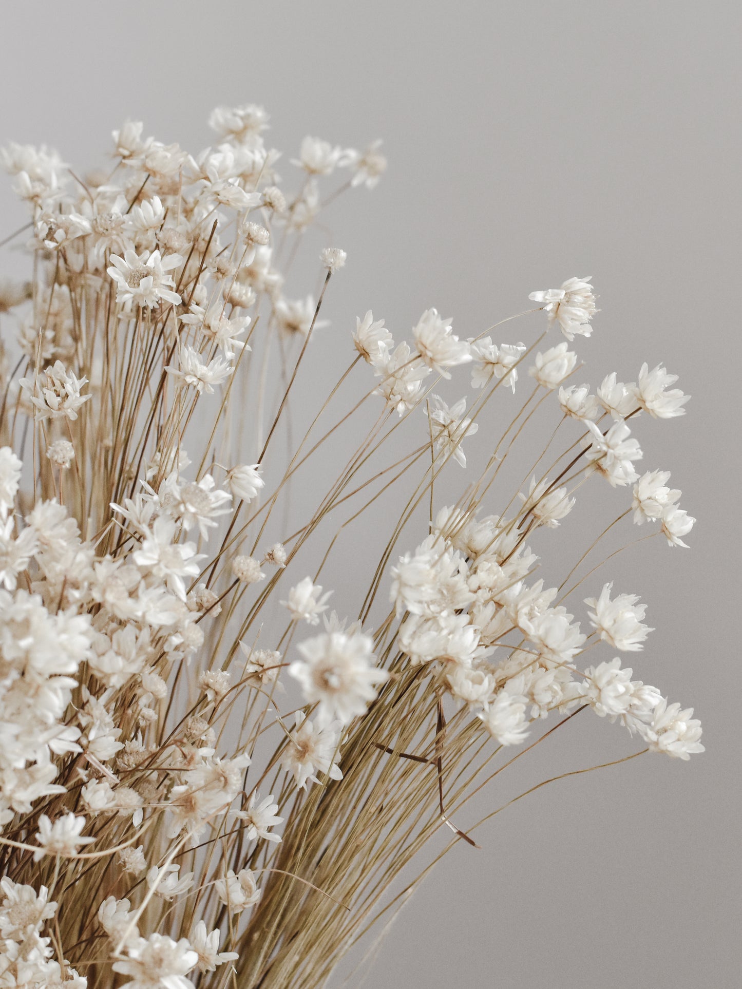 Dried Glixia Flower