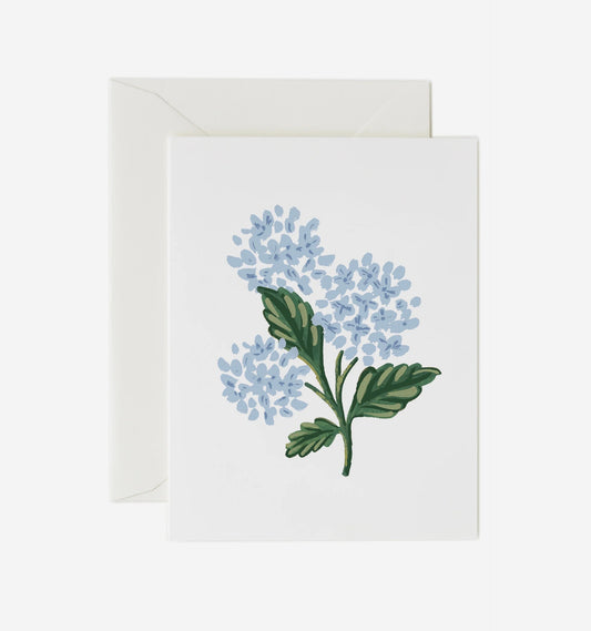 Hydrangea Bloom